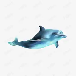 卡通手绘海洋海豚素材图片免费下载高清png千库网图片编号9879347
