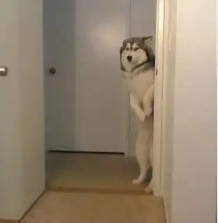 实拍狗子们犯错后的表情,二哈最贼,金毛最有诚意

