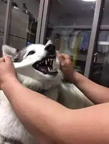 狗狗你摸可以,别玩脸啊
