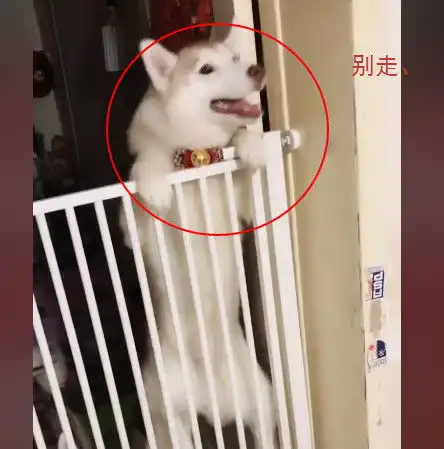 当着二哈妈的面牵走小狗,二哈妈跳起来的瞬间,让人忍不住泪崩

