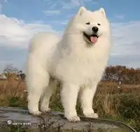 怎么看萨摩耶纯不纯
