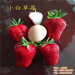 山西草莓苗批发,咖啡草莓苗批发,海之情
