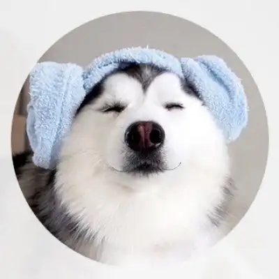 二哈头像高清二哈图片大全可爱头像
