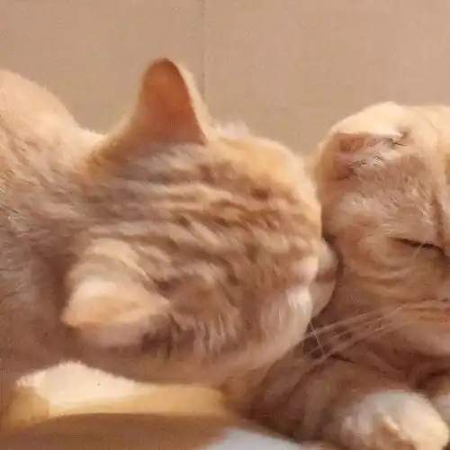 今日份情头要不要做我的小猫咪啊

