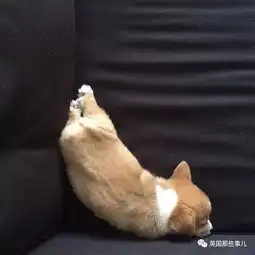 终于知道女王为啥专爱柯基真是又蠢又萌的小可爱啊
