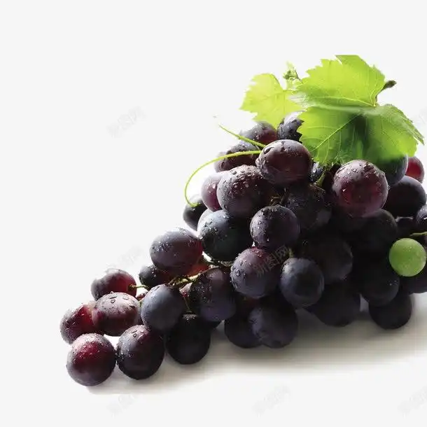 葡萄葡萄园葡萄庄园葡萄批发葡萄红酒葡萄节葡萄节开幕葡萄采摘葡萄采摘园葡萄采摘节进口葡采摘葡萄元素免抠png设计图片免费下载页面网页平面电商创意素材上市素材
