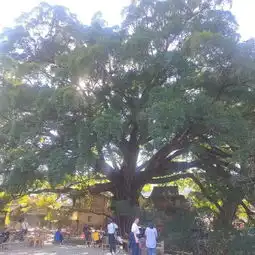 慵懒的行走在厦门
