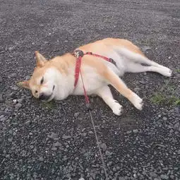 做了傻事也无法让人生气的柴犬
