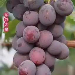 体验篇之十一丨小小葡萄何以称王
