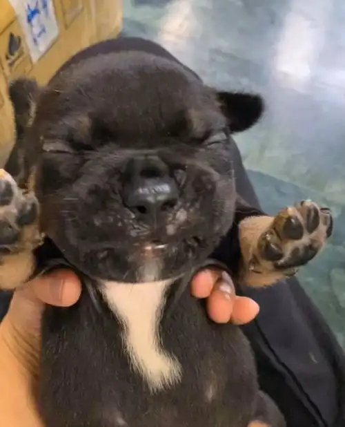 体重最小的恶犬,长大后身材却如此健硕,主人超有安全感
