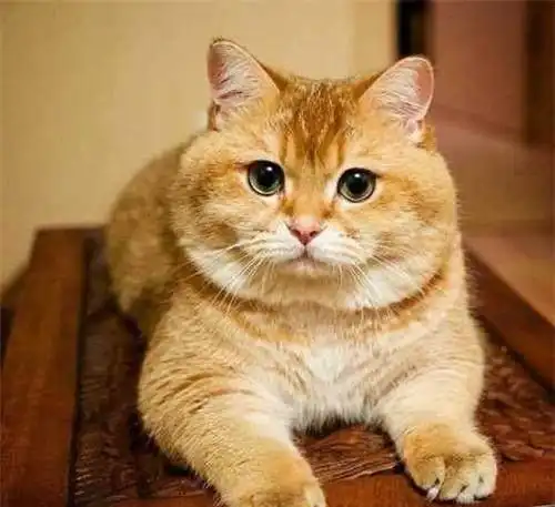 小橘猫局部掉毛有白色皮屑,橘猫局部掉毛脱毛皮屑是癣吗
