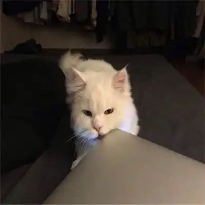 超萌猫咪情头一对两张做你的喵星人
