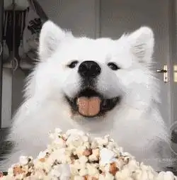 杨鹿鸣的相册一个戴牙套的吃主儿
