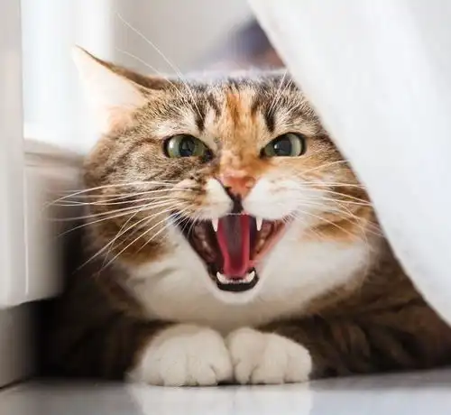 猫咪凶人,你要凶回去吗猫咪为什么突然间会凶人呢
