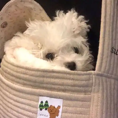 头像什么的当然是小动物最可爱了
