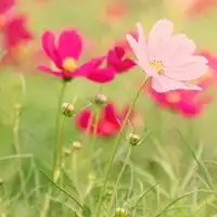 高清花海头像微信头像图片大全
