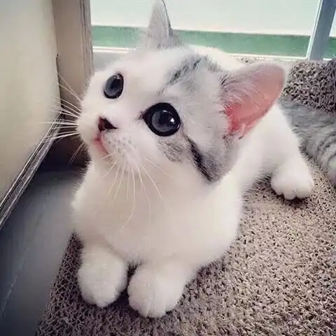 幸运6合彩正肖资料
