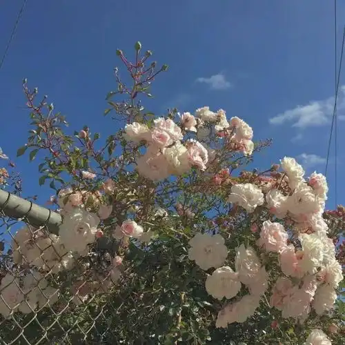 那就祝你我有数不尽的鲜花和浪唯美图片我要个性网
