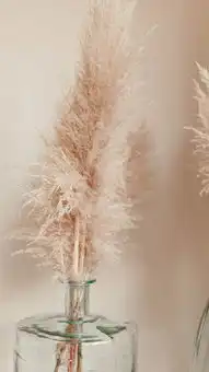 唯美小清新狗尾巴草苹果手机高清壁纸1080x1920爱思助手
