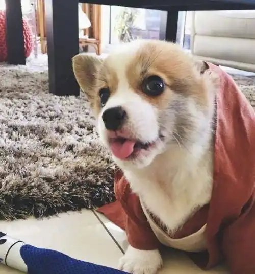 哈哈哈哈哈,狗狗为了争宠什么事都做得出来
