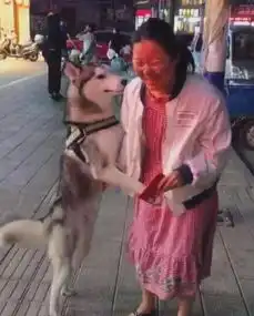 二哈在街上面兽性大发,见到美女就抱,主人禽兽放开那个女孩
