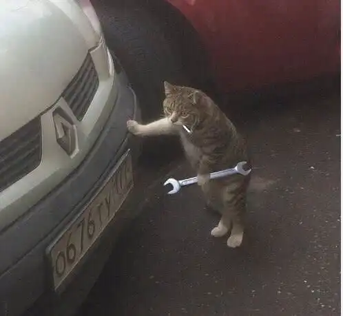 惊现一只汽车维修猫咪,动作熟练,猫咪修好可得给我小鱼干
