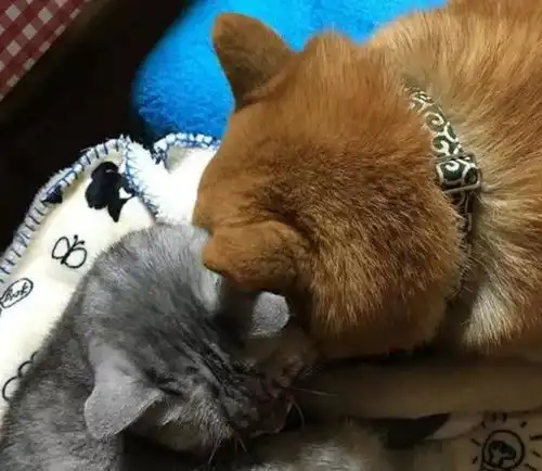 柴犬从小被猫宠着,以为自己是大猫,如今陪伴橘猫的画风太治愈
