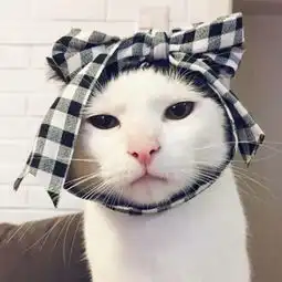 可爱猫猫情侣头像一对两张
