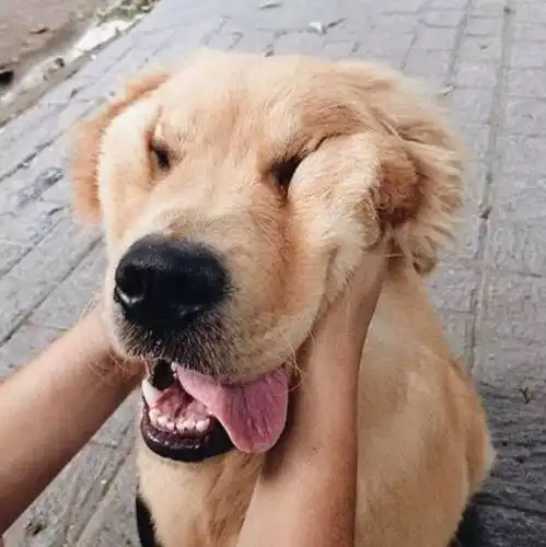 狗的记忆究竟有多厉害养狗一阵子,狗记一辈子
