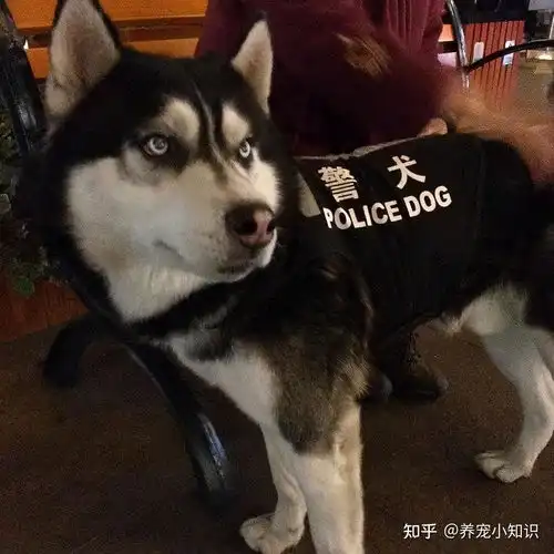狗界昂贵的5大狗狗,养的都是土豪
