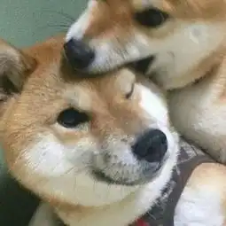 小猪小狗情侣头像
