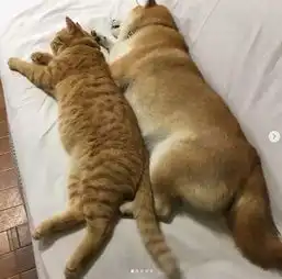11区一柴犬以为自己是猫和橘猫混一起后画风变这样
