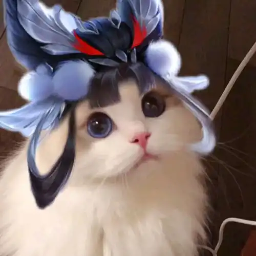 猫猫接头王者情侣头像2
