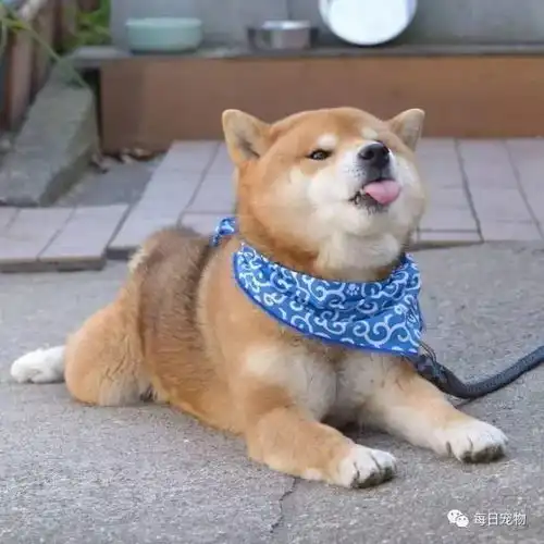 这只柴犬被撸猫的方法对待后一点也不可爱了
