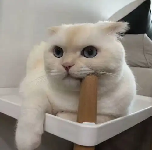 头像,个性白边男生萌宠
