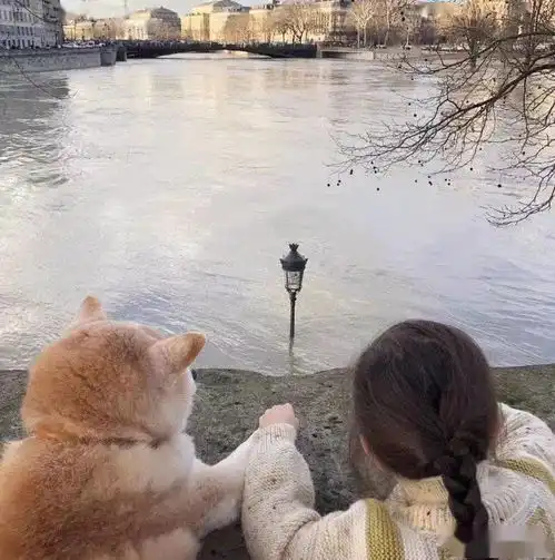 哇最适合上班族养的犬种,居然是柴犬
