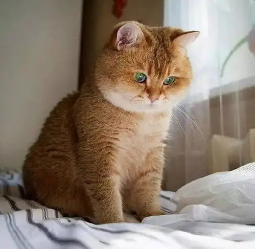 这是一只无时无刻不在散发着淡淡的忧伤的猫
