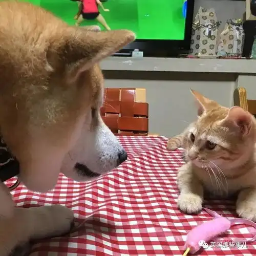 内心住着喵星人的柴犬,看到这橘喵的第一眼起,再也撒不开爪
