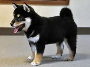 图哪里有卖柴犬柴犬多少钱柴犬图片柴犬幼犬北京宠物狗
