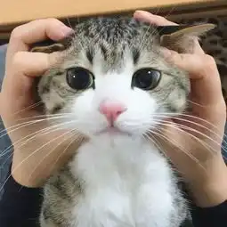 这只网红狸花猫的表情真是独一无二的可爱
