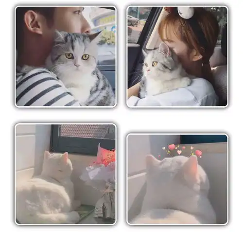 猫咪情侣头像可爱,动物情侣头像,狗狗情侣头像搞怪,狗狗情头,柴犬情头,柴犬可爱头像情侣,猫咪情侣头像可爱,猫猫的情侣头像,猫猫情侣头像无水印,猫咪情侣头像无水印
