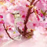 微信唯美带人头樱花头像微信头像图片大全
