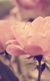 清新的花儿手机壁纸
