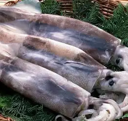 进口海鲜需要的什么资料
