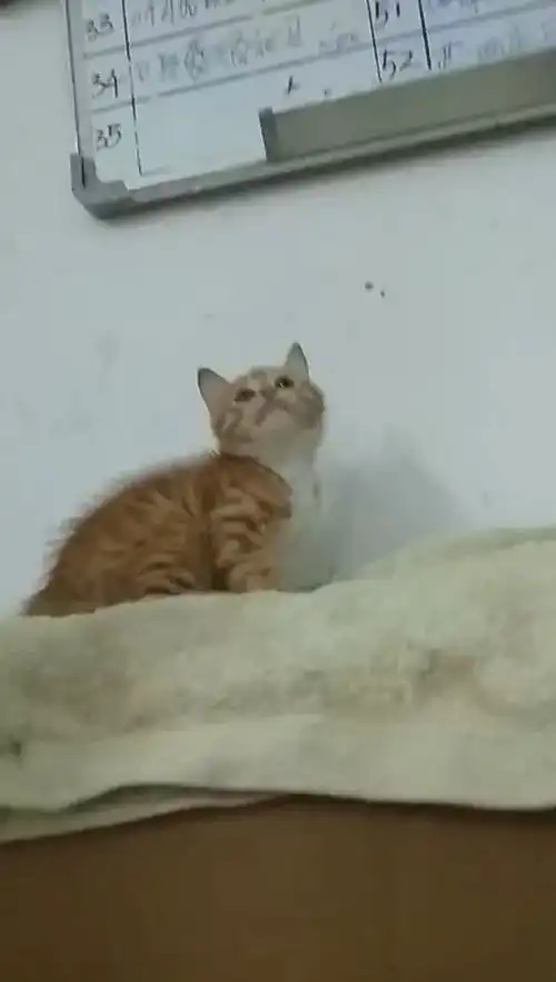 英短橘猫
