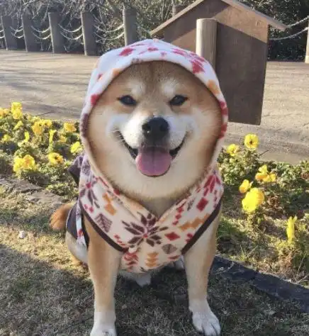 柴犬狗狗,天生拥有治愈系的笑容,你有被它们迷到吗
