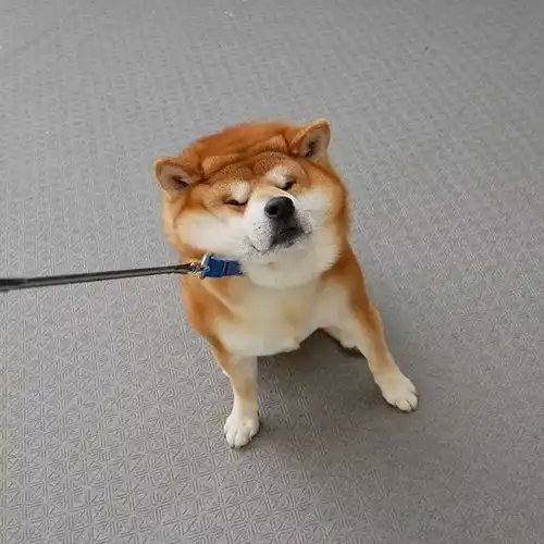 日本一柴犬因笑容治愈走红网络
