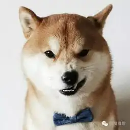 极其难得一见的动物摄影,这得拍了多少次
