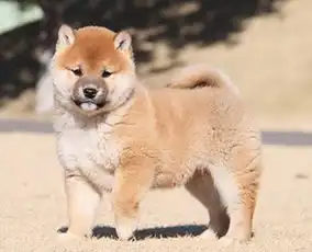 图昆明哪里卖柴犬幼犬昆明日系柴犬多少钱一只柴犬图片柴犬好养吗昆明宠物狗
