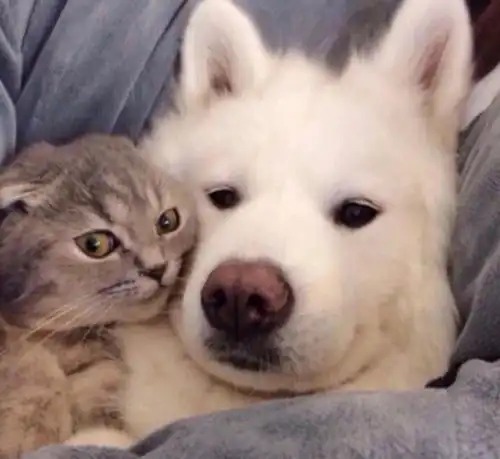 各种萌宠们,猫猫狗狗,都难盖住最后的新年主角风采
